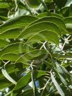 Lonchocarpus speciosus