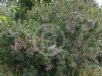 Bowkeria verticillata