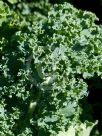 Brassica oleracea Acephala Group