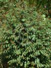 Breynia oblongifolia
