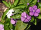 Brunfelsia australis Sweet & Petite