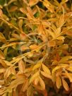 Buxus sinica insularis