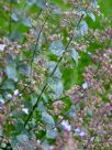 Clinopodium nepeta