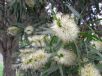 Callistemon salignus