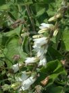 Campanula alliariifolia alliariifolia