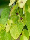 Celtis africana