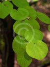 Cercidiphyllum japonicum