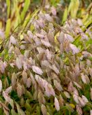 Chasmanthium latifolium