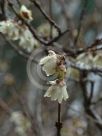 Chimonanthus praecox