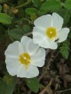 Cistus salviifolius