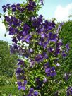 Clematis Jackmanii