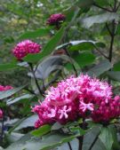 Clerodendrum bungei