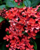 Clerodendrum splendens