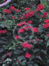 Clerodendrum splendens