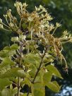 Clerodendrum tomentosum