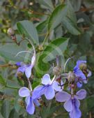 Clerodendrum myricoides Ugandense