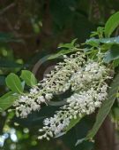 Clethra barbinervis