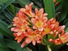 Clivia miniata