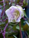 Cobaea scandens