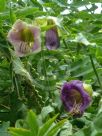 Cobaea scandens