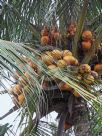 Cocos nucifera