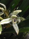 Coelogyne pandurata