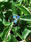 Commelina cyanea