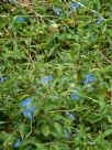 Commelina cyanea