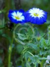 Convolvulus tricolor