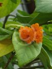 Cordia sebestena