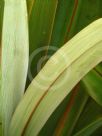 Cordyline indivisa