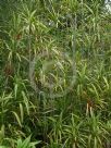 Cordyline rubra