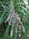 Cordyline stricta