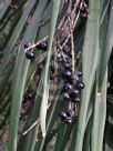 Cordyline stricta