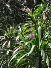 Cordyline stricta