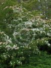 Cornus kousa