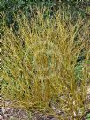 Cornus sericea Flaviramea