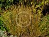 Cornus sericea Flaviramea