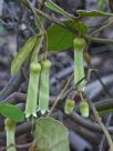 Correa lawrenceana macrocalyx