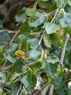 Corylus avellana Contorta