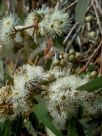 Corymbia citriodora