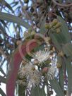 Corymbia citriodora