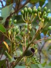 Corymbia ficifolia