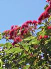 Corymbia ficifolia