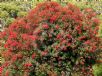 Corymbia ficifolia