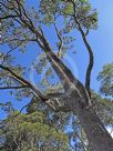 Corymbia intermedia