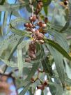 Corymbia tessellaris