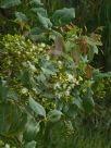 Corymbia torelliana