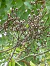 Corymbia torelliana