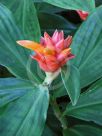 Costus productus